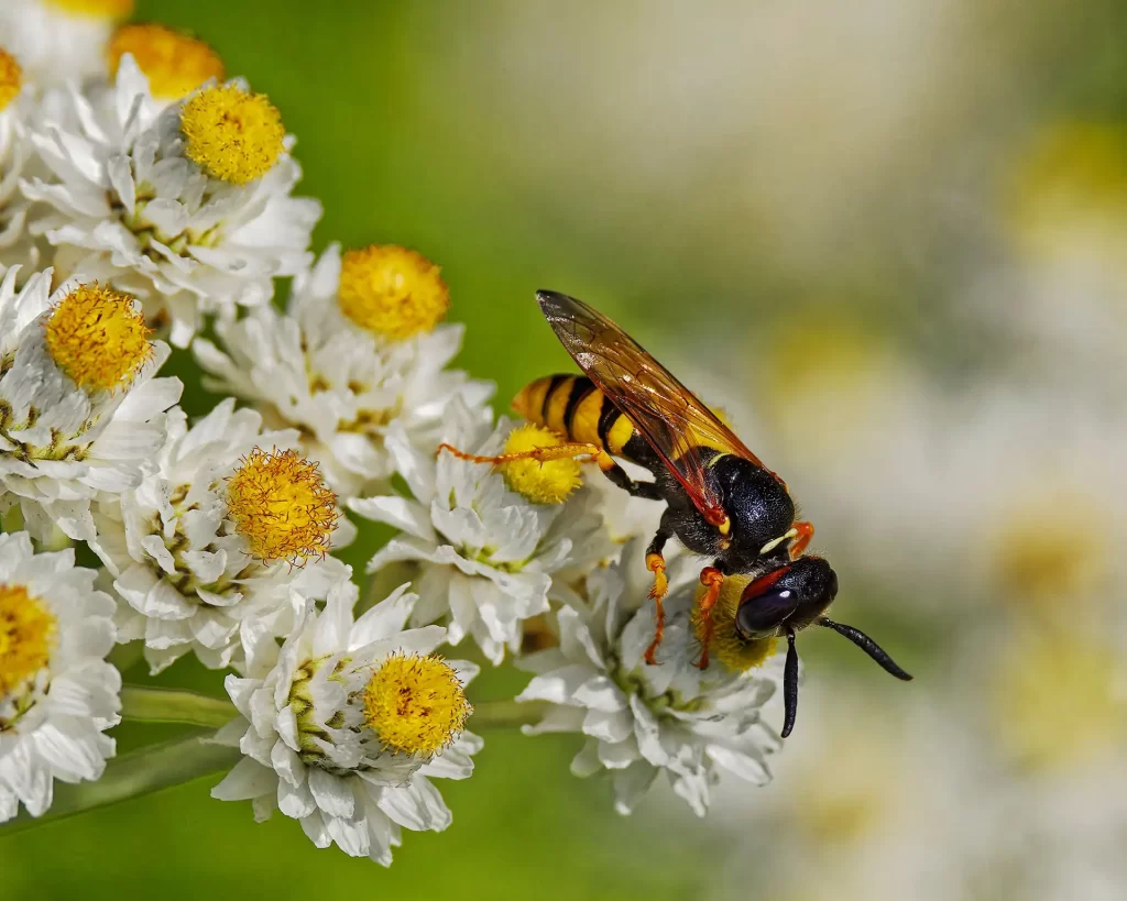 Macro shot of a colorful wasp pollinating white and yellow flowers in a sunny garden setting