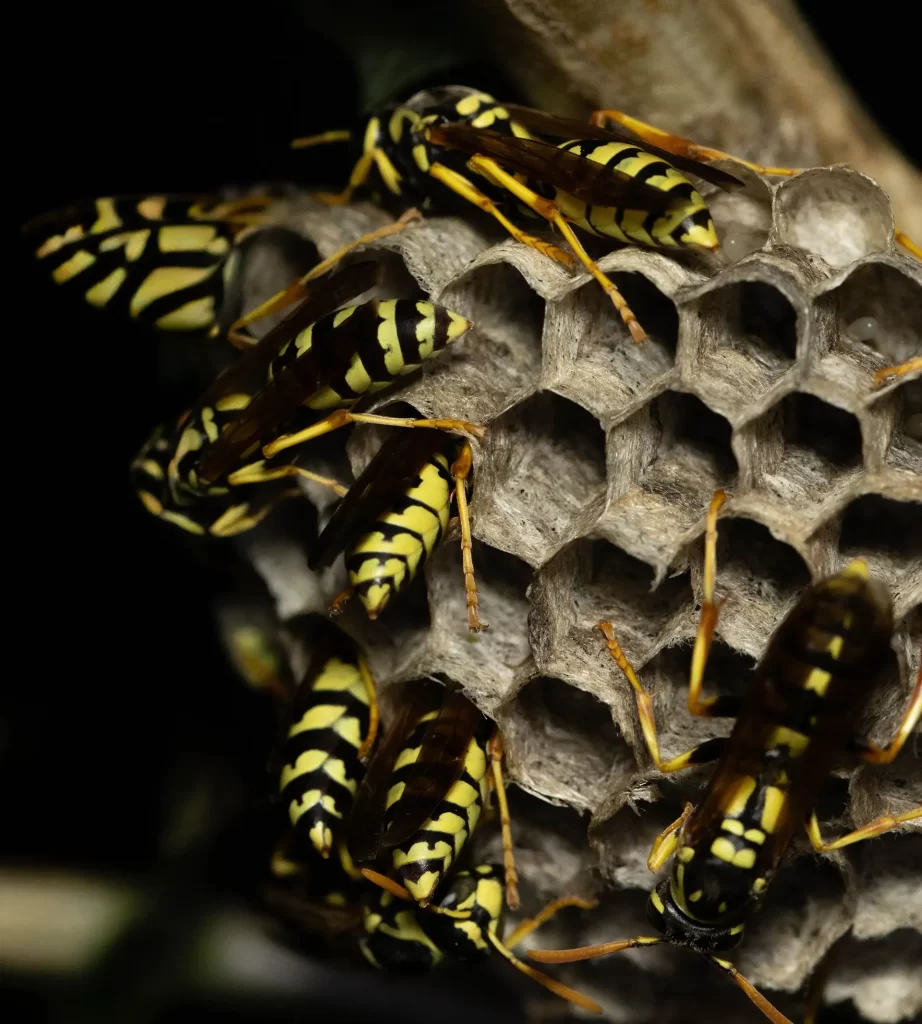 Detailed macro shot of yellowjackets working on a honeycomb structure showcasing their black and yellow patterns