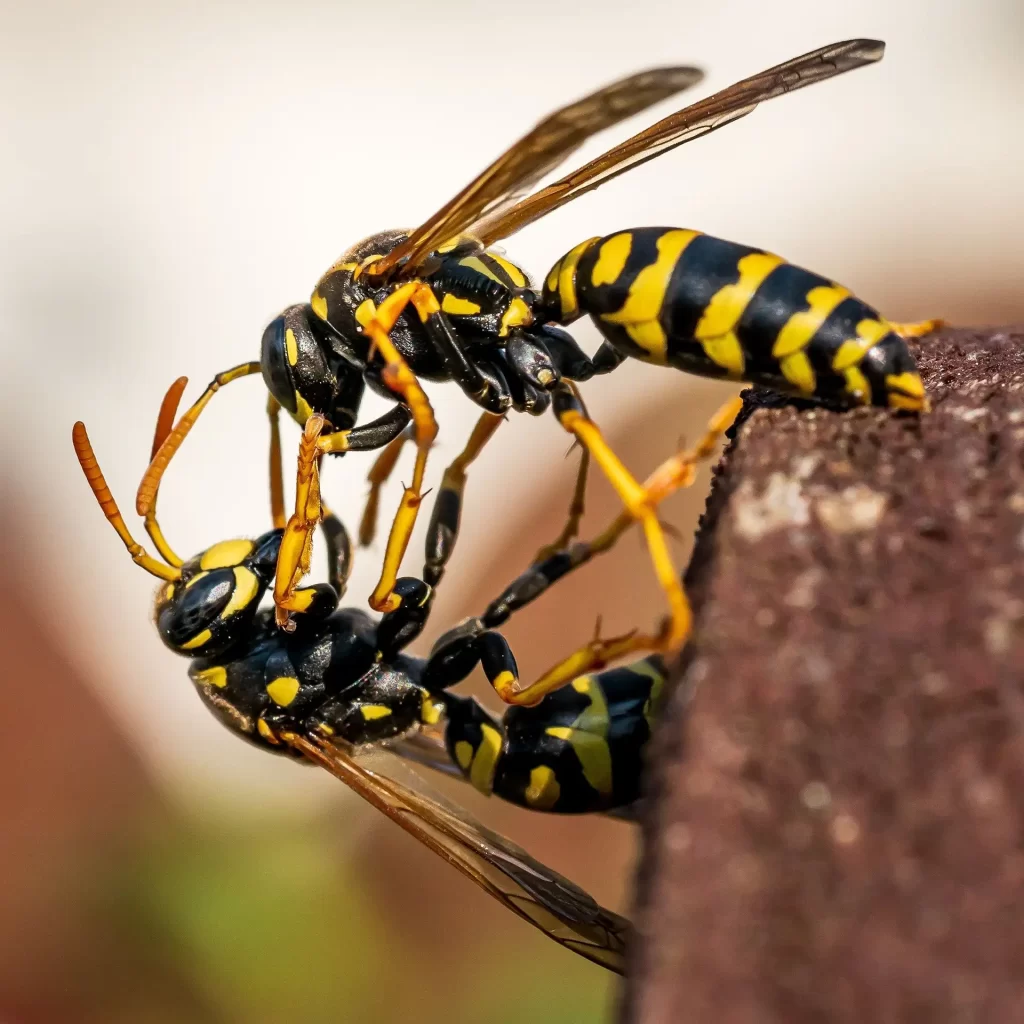 Detailed macro shot of two yellowjackets interacting on a rock surface.