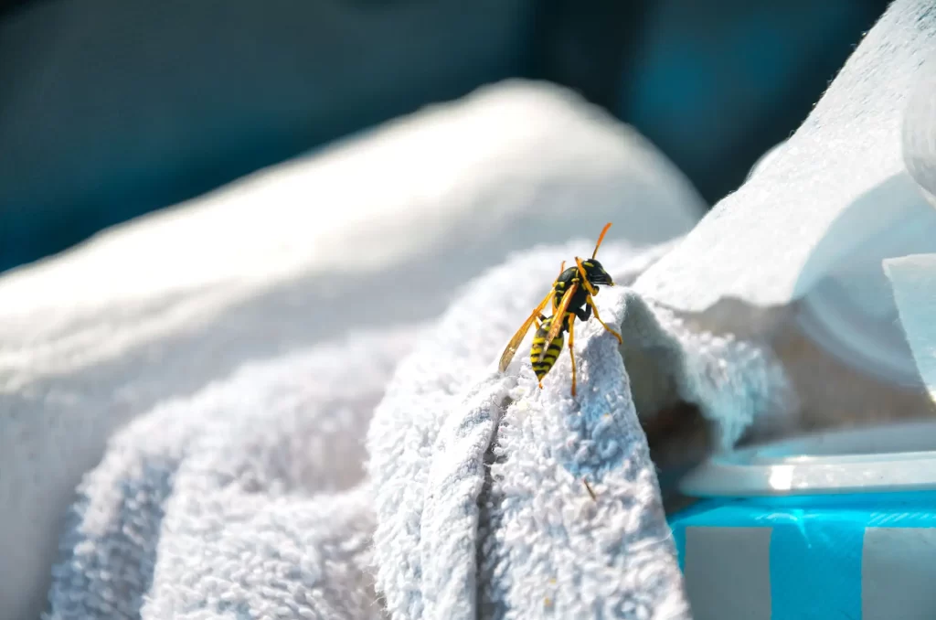 Macro shot of a wasp resting on a white towel with a blurred background, showcasing natural outdoor wildlife