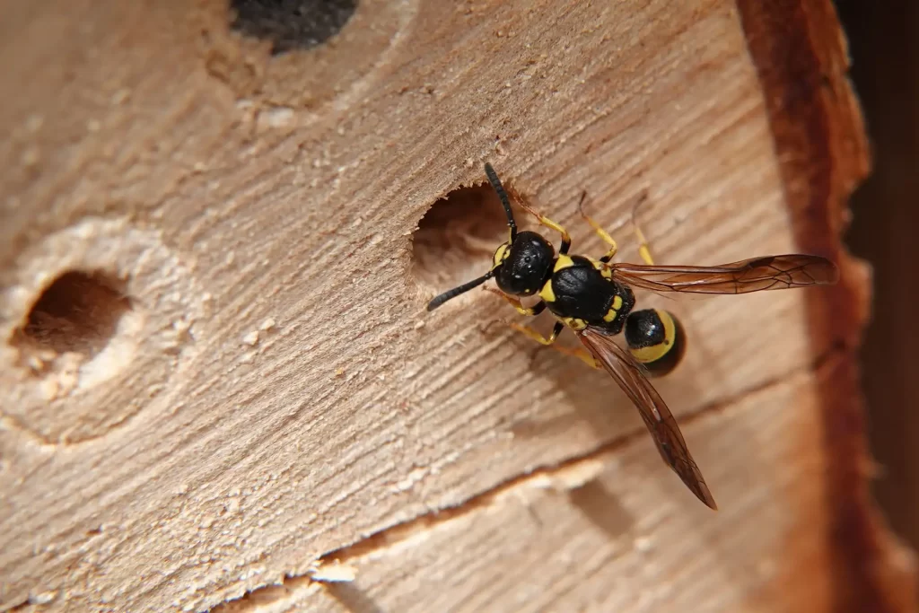 Close up of wasp crawling on wood log