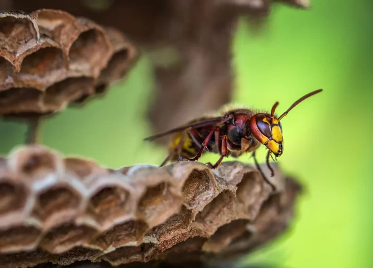 Macro shot of a vibrant wasp perched on a honeycomb with a blurred green background