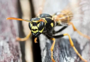 Close up of yellow jacket on wooden deck