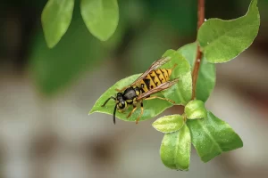 Yellowjacket wasp crawling on green leaves of a plant
