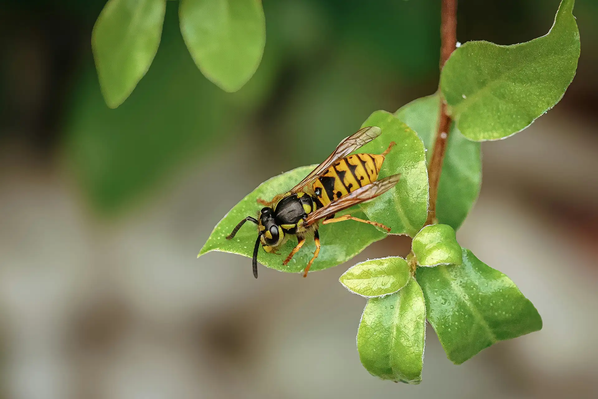 Yellowjacket wasp crawling on green leaves of a plant