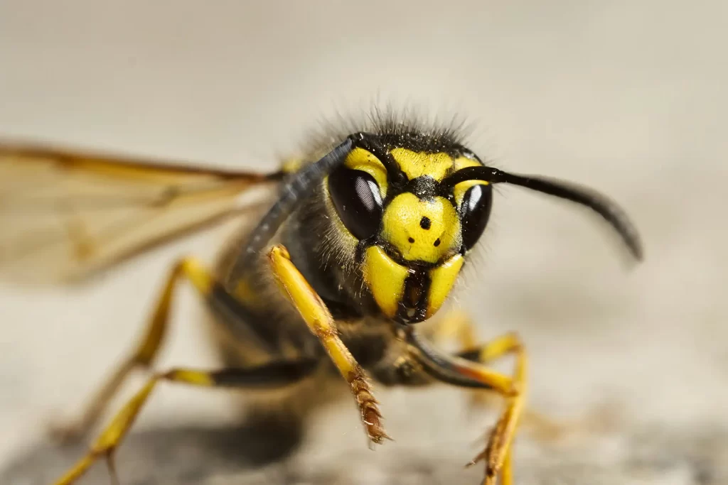 Closeup of yellowjacket wasp with wing extended