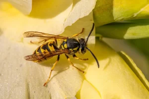 Macro shot of a Vespula germanica wasp (yellowjacket) on a yellow flower petal