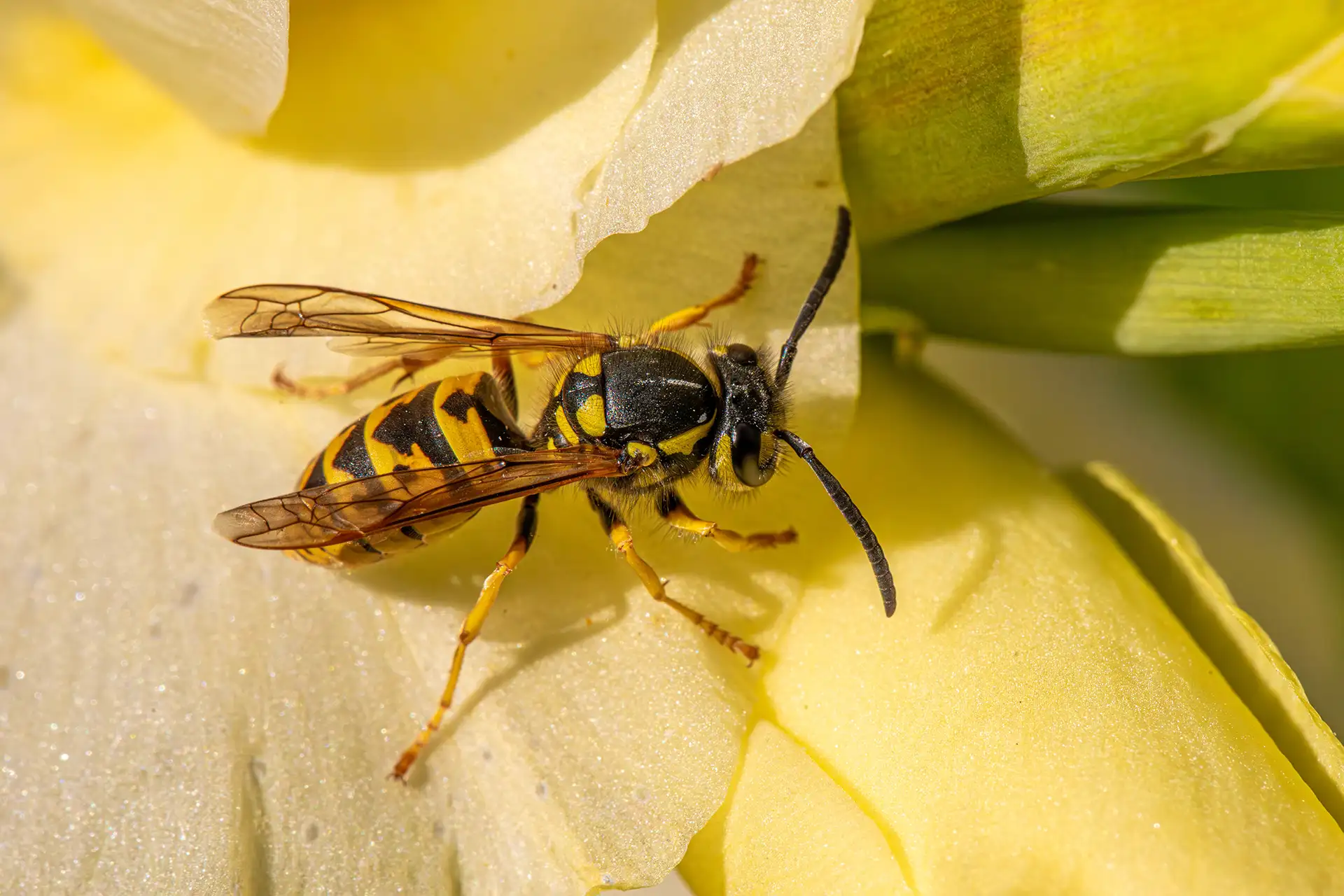 Macro shot of a Vespula germanica wasp (yellowjacket) on a yellow flower petal