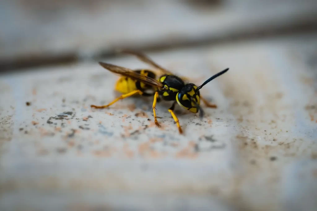 Detailed close-up of a yellow and black yellowjacket wasp on a textured surface, showcasing vivid insect features