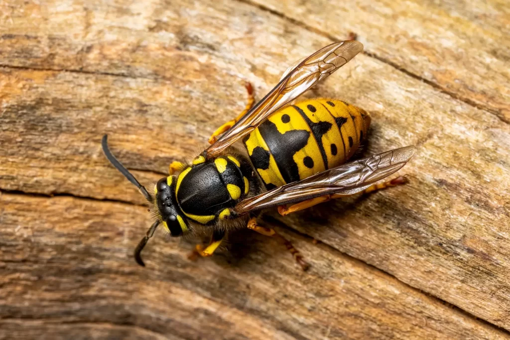 Close-up of a Vespula Germanica hornet (yellowjacket) highlighting its bold yellow and black pattern on a wooden texture