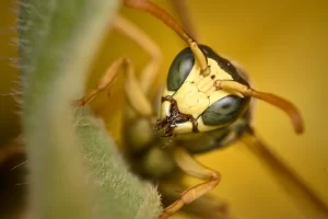 Detailed macro image of a wasp on a leaf, highlighting its features