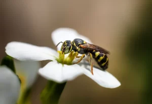 Macro shot of a wasp feeding on a white flower, highlighting vivid colors and intricate details