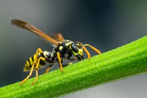 Detailed close-up of a wasp perched on a green stem in a natural setting, showcasing its features