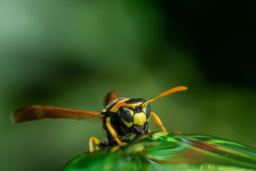 Detailed macro shot of a wasp perched on a green leaf with a blurred natural background